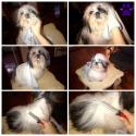 10047_life-full-of-suhi-grooming-pet-express-5.