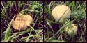 10109_collagjghjghjge.