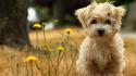 1032cute-puppy-1920-1080-5427.