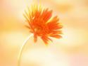 10332_single-gerbera-daisy_640x480_15554.