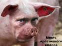 1033pig_reuters3.