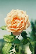 10736_2cE_qLsQSTI.
