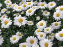 10907_1275817797_oxeye-daisies_romashki.