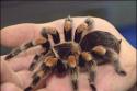 11075_900x600-tarantula.
