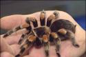 11075_900x600-tarantula.