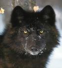 11184_xwm_blackWolf.