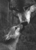 11486_cute-wolf-dog-animal-black-an-white-Favim_com-613608.