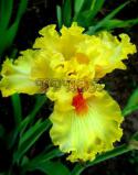 1153_565iris.