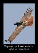 1179Humor_4.