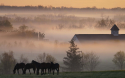 11843_Horse_and_Farm_Morning_Fog.