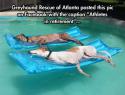 12119_cool-Greyhound-dogs-resting-pool.