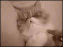 12121_dobroe_utro.