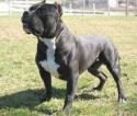 1216american_pitbull-terrier_250.