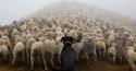 12258_working-dog-photography-shepherds-realm-andrew-fladeboe-fb.