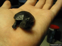 12359_gifki-cherepashka-888035.