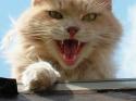 1238cats-06.