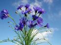 12436_vasilki_mne.