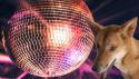 12783_ubuntu-disco-dingo-840x480.