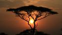 127sunset-tree-1920-1080-5485.