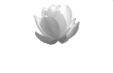 12851_Lotus.