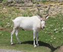 12895_addax_1_by_nolamom3507-d7oncns.