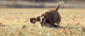 12922_basset-hound-running-in-slowmoti.