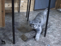 13002_Cat_Manul.