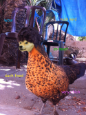 13152_dogechick.