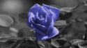 13157_Blue-Rose-wallpaper-1366x768.