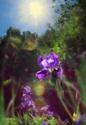 13175_Iris.