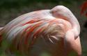 13258_5865124-sleeping-pink-flamingo.