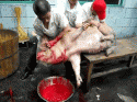 1336_BleedPiggyBleed3.