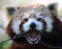 1345Red_panda_29.