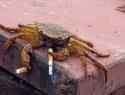 13531_smoking-crab.