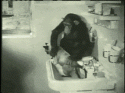 13710_monkey-washing-a-cat.