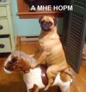 13910_a_mne_norm_2.