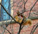 13929_Squirrels.