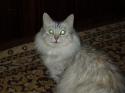 1417_musya2.