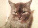 14239_Musya.