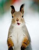 1424_belka.
