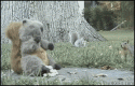 1431squirrel.