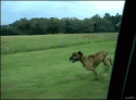 14343_Dog_jumps_carwindow.