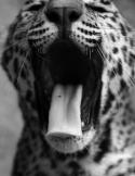 1434tumblr_llte72IWri1qhgbc5o1_400.