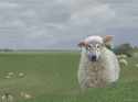 14388_sheep.