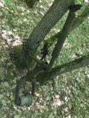 14488_Izobrageniya_Apple_300.