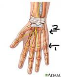 14586_wristanatomy.