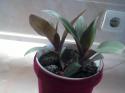 15266_Foto-0568.
