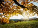 1531Autumn_Leaves.