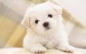15438_cute-dog-poodle-Favim_com-407187.