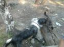 15524_belka.